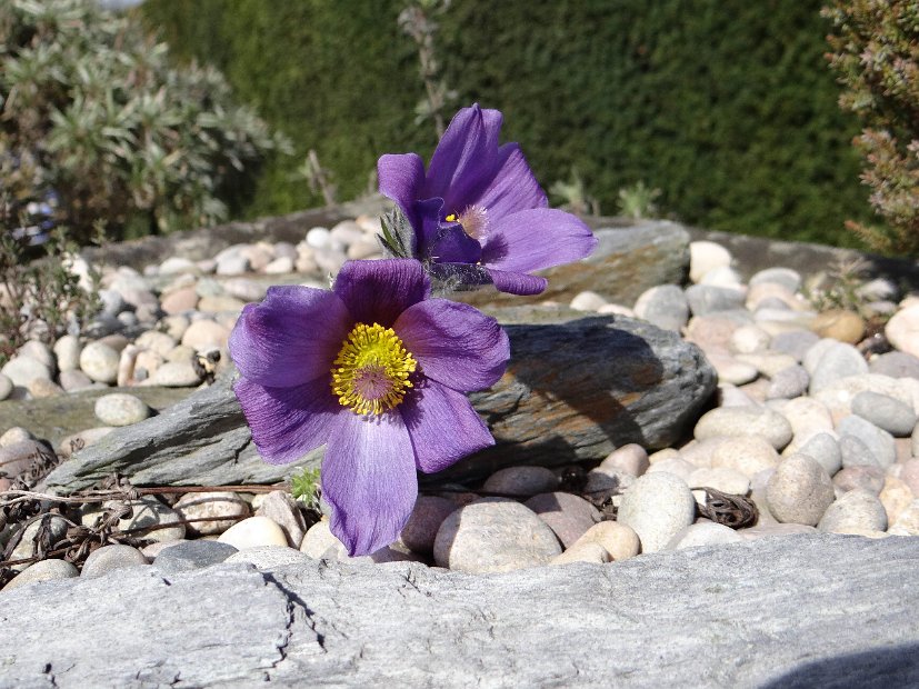 Pasque Flower on the Rocks